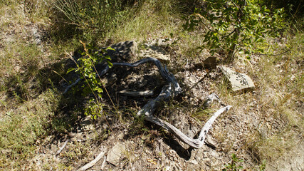 Rocce lungo il sentiero 390bis da Villa di Parchiule a Poggio dell'Appione in Italia