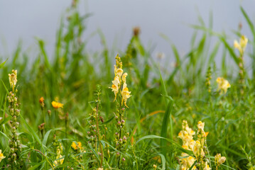 Lato w Dolinie Narwi, Podlasie, Polska © podlaski49
