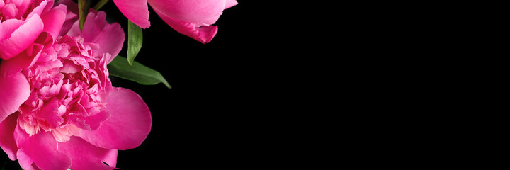 Pink peony closeup on black background with copy space. Floral wide panoramic banner design