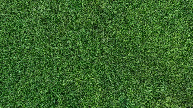 fertilization and lawn care mowing grass texture background 3D illustration