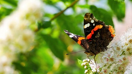 The admiral butterfly eats nectar on a white flower..