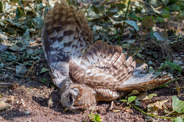 Dead owl, with outstretched wings near a forest road. Close Up photo.