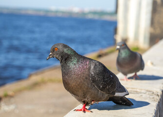 pigeon