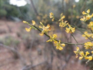 flowers in spring