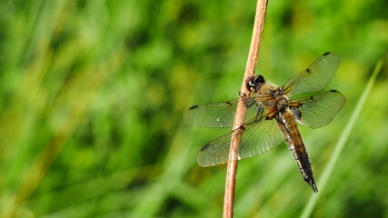 The dragonfly sways on the reed.