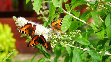 Three butterflies are eating nectar on white flower..