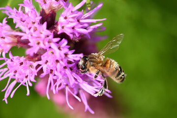 abeille butinant