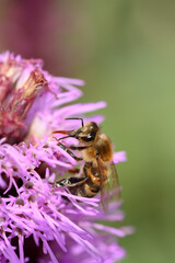abeille butinant