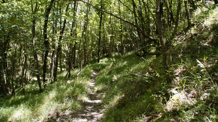 Bosco lungo il sentiero 390bis da Villa di Parchiule a Poggio dell'Appione in Italia