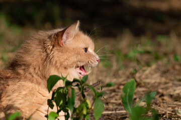 Angry red Siberian cat hisses and yells with open mouth and large fangs sitting outside in nature in hot weather close-up. Aggressive wild cat in the wild in the heat, copy space.