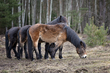 Wild horses graze in a nature reserve in the Czech Republic near the city of Hradec Kr&aacute;lov&eacute;.