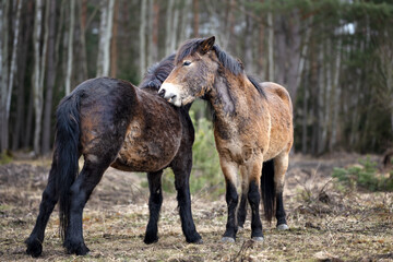 Naklejka na ściany i meble Wild horses graze in a nature reserve in the Czech Republic near the city of Hradec Králové.
