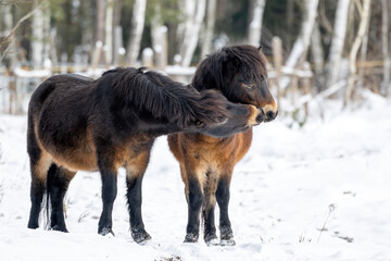 Wild horses graze in a nature reserve in the Czech Republic near the city of Hradec Králové.