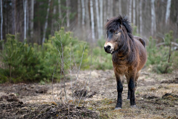 Wild horses graze in a nature reserve in the Czech Republic near the city of Hradec Králové.