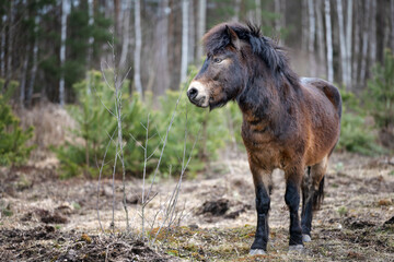 Naklejka na ściany i meble Wild horses graze in a nature reserve in the Czech Republic near the city of Hradec Králové.