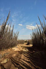 Two year old apple saplings ready to be planted come spring
