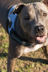 Pitbull dog in the park with green grass and bars around. Pit bull playing in the dog place. Selective focus.