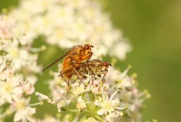 The Common, Golden Dung Fly. Also known as the yellow dung fly. Mating. Scientific name Scathophaga stercoraria.