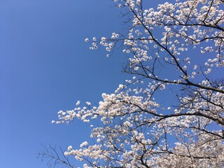 cherry blossom in spring