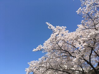 cherry tree in bloom