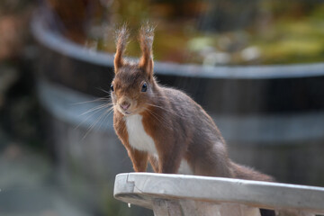 Eichhörnchen sitz auf Gartenstuhl und blickt ins Wohnzimmer