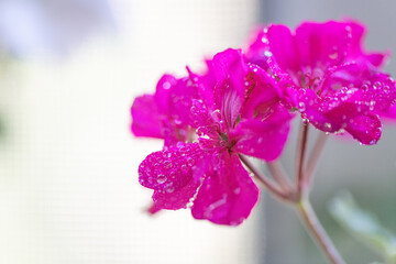 Water drops on beautiful flowers, close-up.