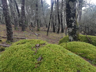 Obraz premium spring in the park