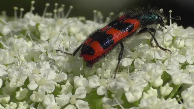 Zottiger Bienenk&auml;fer (Trichodes alvearius)