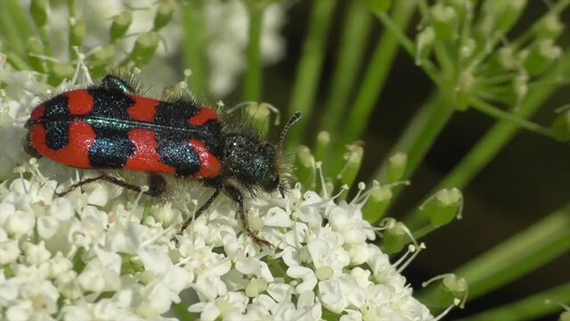 Zottiger Bienenk&auml;fer (Trichodes alvearius)