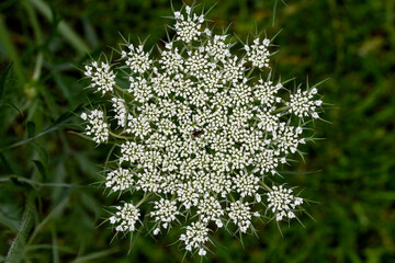 Wilde Möhre im Garten