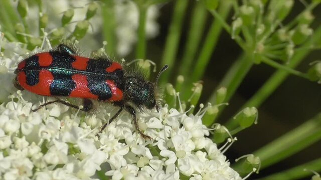 Zottiger Bienenk&auml;fer (Trichodes alvearius)