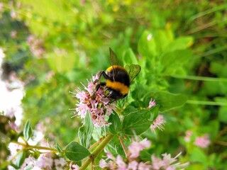 bumblebee on a flower