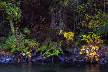 Autumn foliage and fall colors along Redwood Creek near the Tall Trees Grove of Redwood National and State Parks