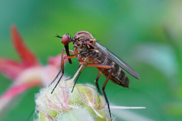 Common dagger or dance fly on a flower