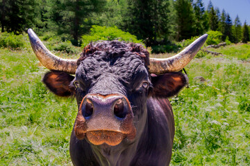Portrait of brown cow, grazing in a meadow in the mountains. Valsavarenche. Italian alps. Aosta Valley, Italy