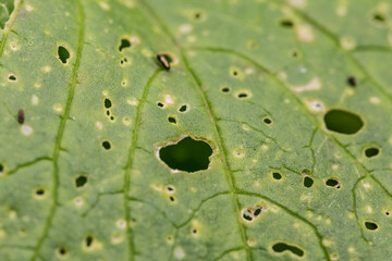 Close-up of chew marks on vegetable leaves in a vegetable patch; vermins on vegetables in the garden