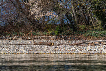 Bord du lac Léman sauvage