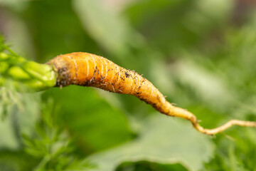 Close-up of a recently cropped carrot