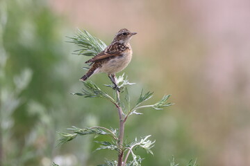  young whinchat (Saxicola rubetra) Germany