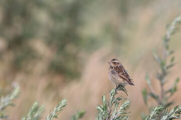  young whinchat (Saxicola rubetra) Germany