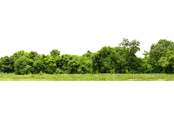 View of a High definition Treeline isolated on a white background,  Group of tree isolated on white.