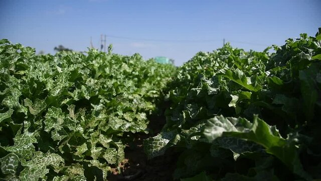 Medicinal plant Milk thistle (Silybum marianum) grows in the field