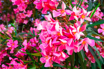 Pink blooming oleander close up, beautiful summer flowers on the tree