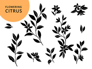 Flowering citrus bloom.