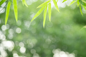 Beautiful nature view green bamboo leaf on blurred greenery background under sunlight with bokeh...