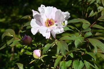Voll erblühte japanische Pfingstrose
