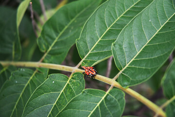 The spotted Lanternfly. indigenous to parts of Southern China, Twaiwan, and Vietnam is America's wanted. Its spread 