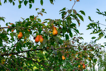 Yellow pears on a tree branch in leaves against a background of blue sky. Close-up. Harvest concept.