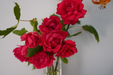Fototapeta premium バラ 薔薇 赤いバラ 生ける 花瓶