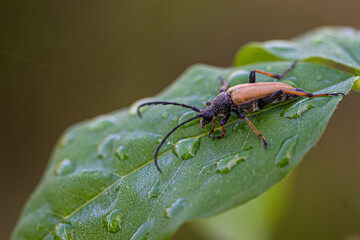 bug on a leaf